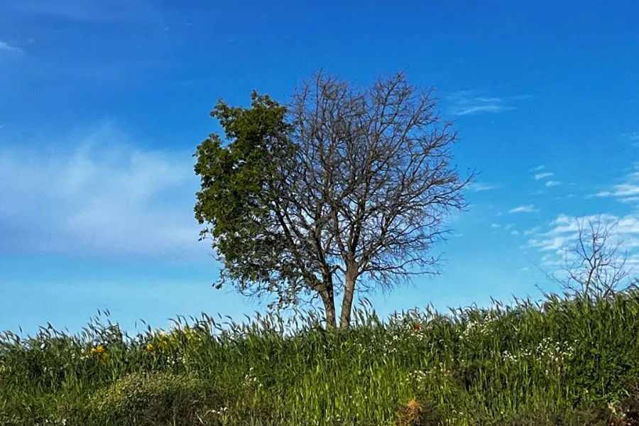 Foto di un albero. i rami a sinistra sono rigogliosi, quelli sulla destra completamente spogli